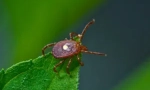 Tick ​​borrelios: simptomi in zdravljenje