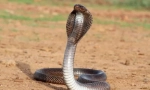 Cobra