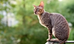 Kornish rex (photo): curly grace in plemstvo