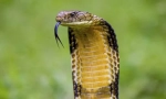 Kralj cobra