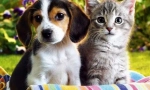 Mačka in drugi hišni ljubljenčki