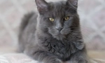 Cat nibelung (photo): smoky lep človek z dobrimi manirami