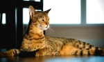 Savannah cat (photo): punning in nežen gepard