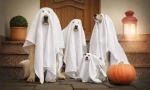 Kostum za psa na halloween to storite sami - ideje na fotografiji