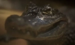 Crocodile: zanimiva dejstva o nevarnem plenilcu