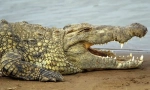 Crocodile