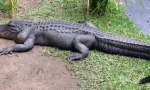 Crocodile