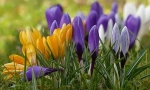 Crocus