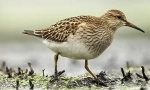 Sandpiper