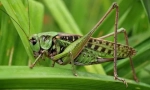 Grasshopper