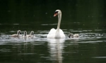 Swans