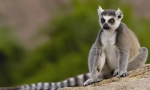 Lemur