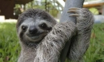 Sloth