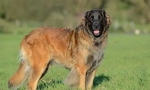 Leonberger