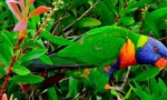Loriket multicolor