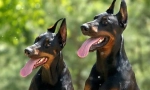 Najboljše kennele dobermans