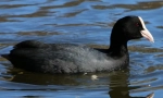 Coot