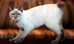 Mekong bobtail (foto): eksotična tajska mačka s kratkim repom