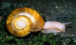 Mehkužci. Delo, školjka in cefalopod