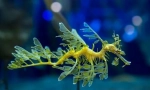 Sea dragon