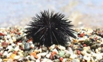 Morski ježek