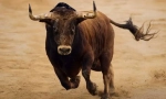 Bull attack