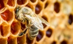 Žuželke dajejo med