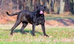 Neapolitan mastiff (fotografija): grozny guard z dobro dušo