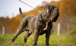 Neapolitan mastiff