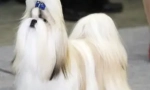 O pasmi psov shi-tzu