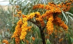 Sea buckthorn