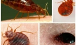 Processing apartma iz bedbugs s specializirano organizacijo