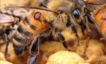 Čiščenje čebelje