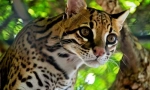 Ocelot