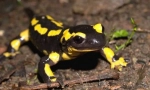 Fire salamander