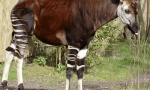 Okapi