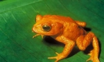 Orange toad