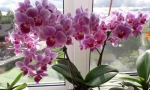 Orchides