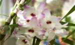Orchid dendrobium