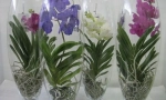 Orchide vanda