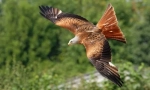 Eagles in falcons eurasia
