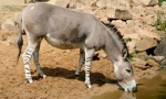 Donkey wild