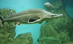 Sturgeon