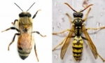Razlike čebele iz wasep