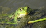 Jezero frog