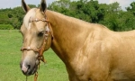 Palomino