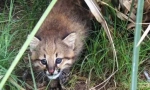 Pampas cat: puhasti plenilci iz amerike