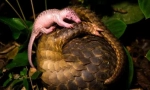 Pangolin - nenavadna žival, podobna smrekovi izboklini