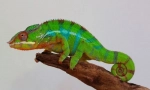 Panther chameleon