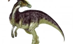 Parasavrolofus